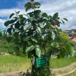 Care4Nepal tree plantation