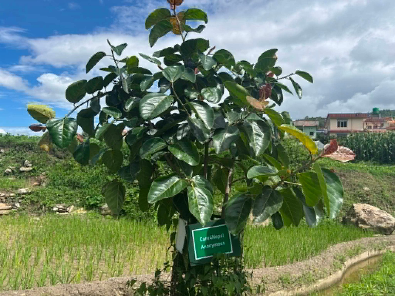 Care4Nepal tree plantation