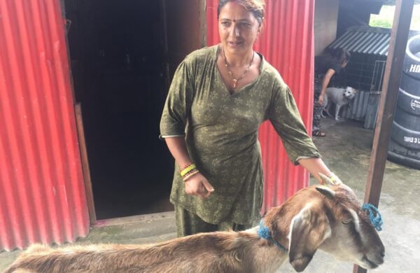 Goat support for a family