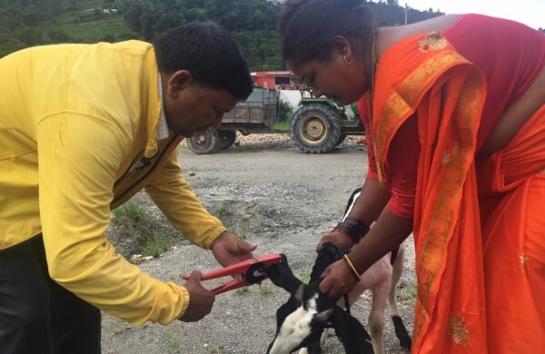 Livestock support for women