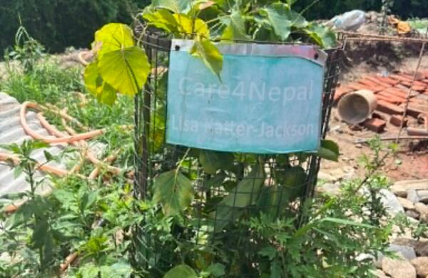 Tree plantation in the community