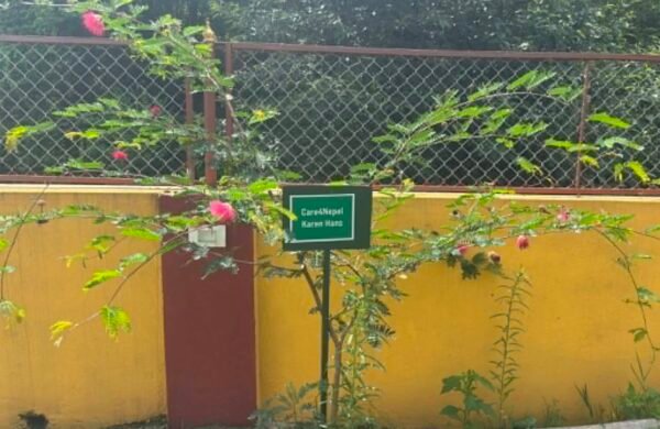 Tree planted at the school