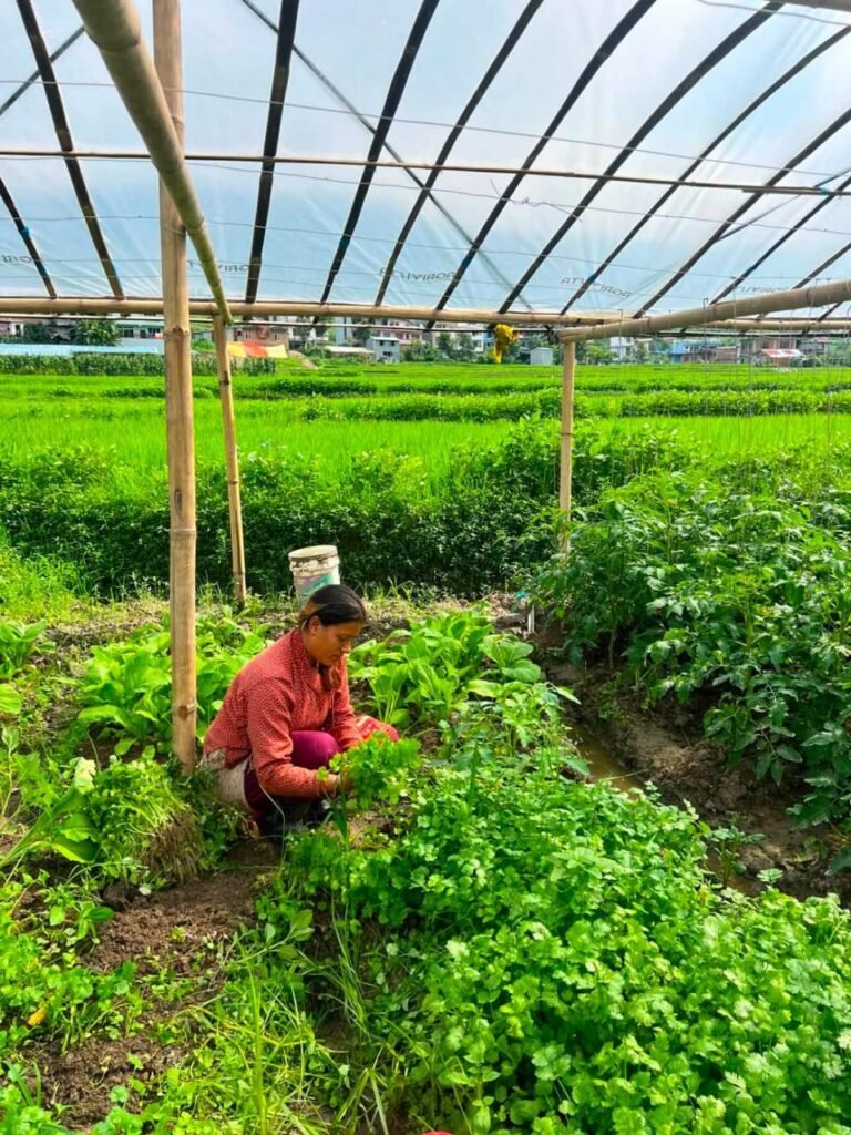 A farmer tending vegetables in a greenhouse